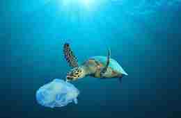 Turtle and plastic bag
