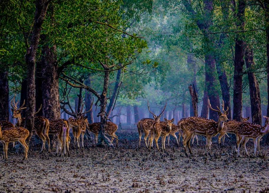 Spotted deer in the forests of the Sundarbans, Asia (1) (1)
