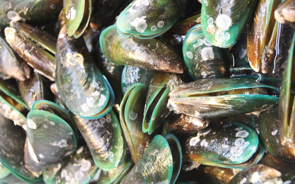 Kuku Shellfish Feeding the mind: nutrition and the Māori model of wellbeing | ACU