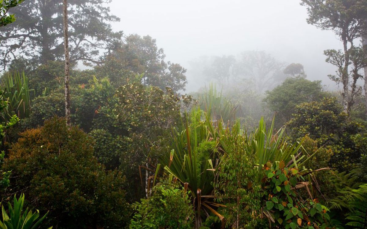 Linus Digim Rima Tales of the Tokwai | By Linus s. digim’Rina | ACU